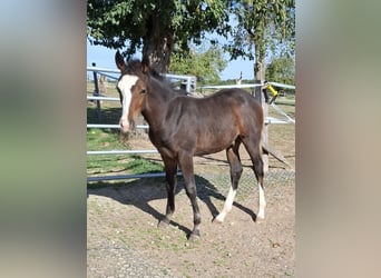 Mustang, Semental, Potro (01/2026), 154 cm, Castaño