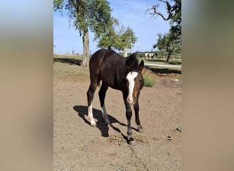 Mustang, Semental, Potro (01/2026), 154 cm, Castaño
