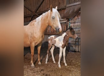 Mustang, Semental, Potro (01/2026), 157 cm, Buckskin/Bayo