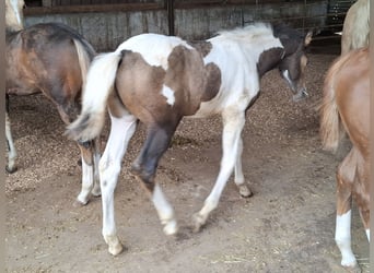 Mustang, Semental, Potro (01/2026), 157 cm, Buckskin/Bayo