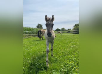 Mustang, Semental, Potro (06/2025), Grullo