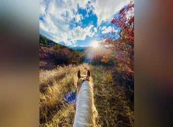 Mustang, Wałach, 12 lat, 152 cm, Ciemnokasztanowata