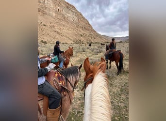 Mustang, Wałach, 12 lat, 152 cm, Ciemnokasztanowata