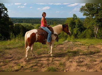 Mustang, Wałach, 12 lat, 152 cm, Tobiano wszelkich maści