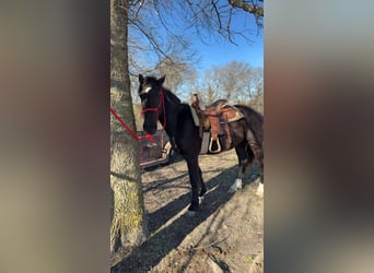 Mustang, Wałach, 4 lat, 142 cm, Kara