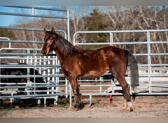 Mustang, Wałach, 4 lat, 147 cm, Gniada