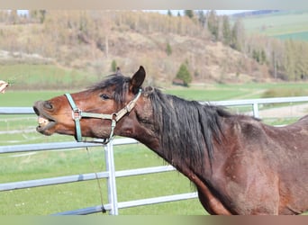 Mustang, Wałach, 5 lat, 140 cm, Gniada