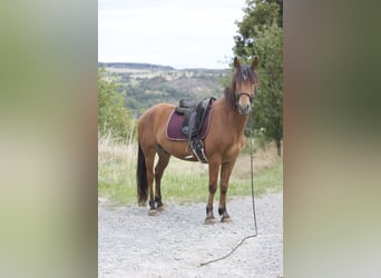 Mustang, Wałach, 5 lat, 151 cm, Gniada