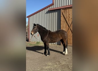 Mustang, Wałach, 6 lat, 145 cm, Gniada