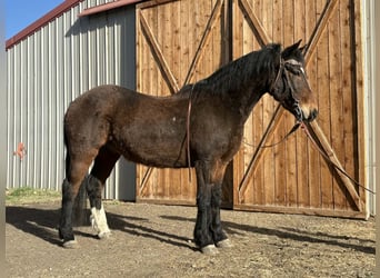 Mustang, Wałach, 6 lat, 145 cm, Gniada