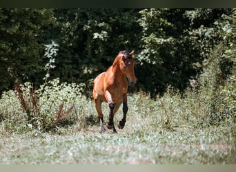 Mustang, Wałach, 7 lat, 147 cm, Gniada