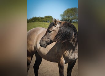 Mustang, Wałach, 7 lat, 160 cm, Grullo