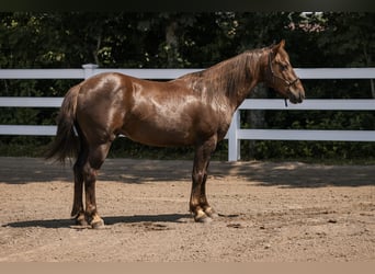 Mustang, Wałach, 8 lat, 145 cm, Ciemnokasztanowata