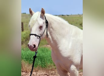 Mustang, Wałach, 8 lat, 150 cm, Cremello