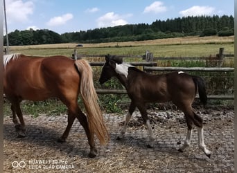 Mustang Mix, Wałach, 2 lat, 160 cm, Tobiano wszelkich maści