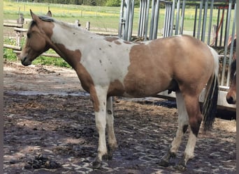 Mustang Mix, Wałach, 3 lat, Jelenia