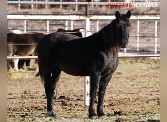 Mustang, Yegua, 10 años, 149 cm, Ruano azulado