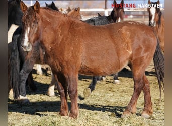 Mustang, Yegua, 10 años, 152 cm, Bayo