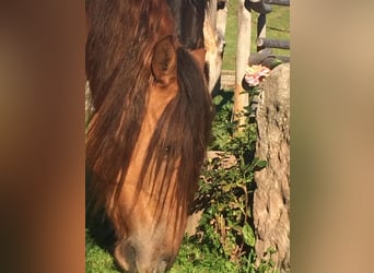 Mustang, Yegua, 11 años, 160 cm, Bayo