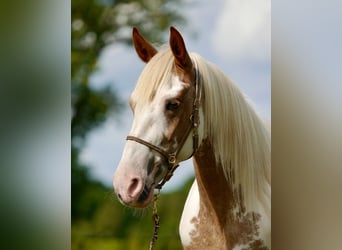 Mustang, Yegua, 13 años, 147 cm, Tovero-todas las-capas