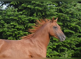 Mustang, Yegua, 13 años, 153 cm, Alazán-tostado