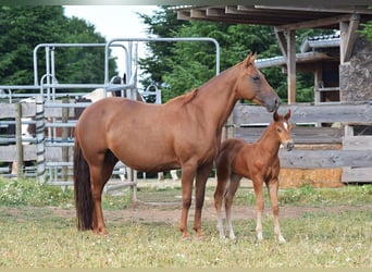 Mustang, Yegua, 13 años, 153 cm, Alazán-tostado