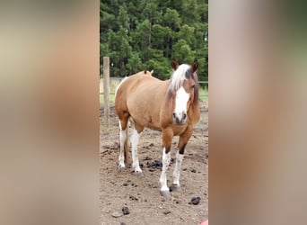 Mustang, Yegua, 15 años, 152 cm, Pío