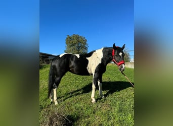 Mustang, Yegua, 1 año, 155 cm