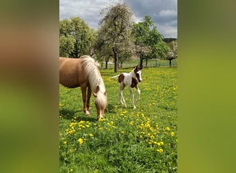 Mustang, Yegua, 1 año, 155 cm