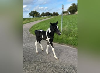 Mustang Mestizo, Yegua, 1 año, 160 cm, Tobiano-todas las-capas