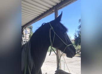 Mustang Mestizo, Yegua, 1 año, 160 cm, Tobiano-todas las-capas