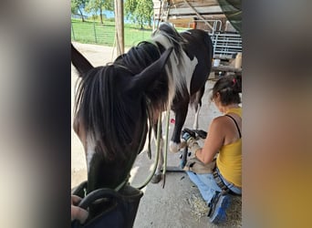 Mustang Mestizo, Yegua, 1 año, 160 cm, Tobiano-todas las-capas