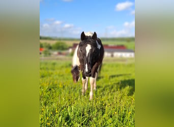 Mustang Mestizo, Yegua, 1 año, 160 cm, Tobiano-todas las-capas