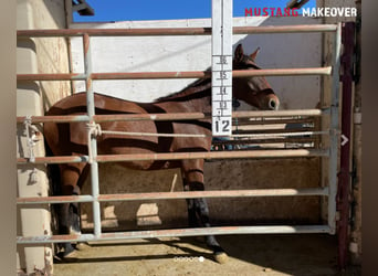 Mustang, Yegua, 2 años, 145 cm, Castaño