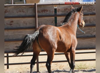 Mustang, Yegua, 2 años, 145 cm, Castaño