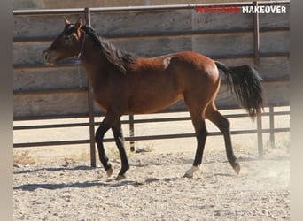 Mustang, Yegua, 2 años, 145 cm, Castaño