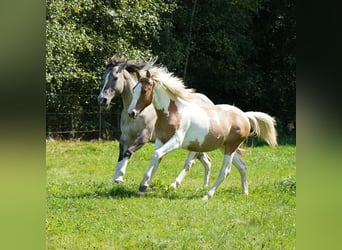 Mustang, Yegua, 2 años, 147 cm, Tovero-todas las-capas