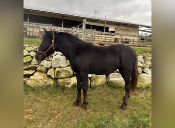 Mustang, Yegua, 2 años, 150 cm, Negro