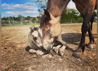 Mustang Mestizo, Yegua, 2 años, 155 cm, Buckskin/Bayo