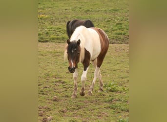 Mustang, Yegua, 2 años, 157 cm, Tobiano-todas las-capas