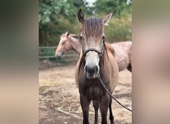 Mustang Mestizo, Yegua, 2 años, 161 cm, Buckskin/Bayo