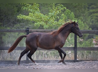 Mustang Mestizo, Yegua, 3 años, 145 cm, Alazán-tostado