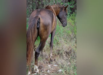 Mustang Mestizo, Yegua, 3 años, 145 cm, Alazán-tostado