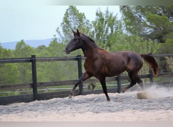 Mustang Mestizo, Yegua, 3 años, 145 cm, Alazán-tostado