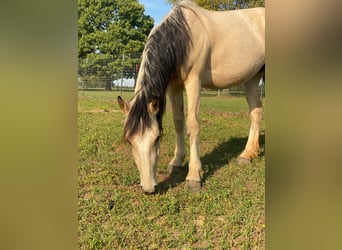 Mustang, Yegua, 3 años, 146 cm, Buckskin/Bayo