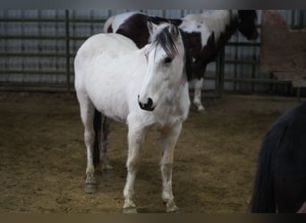 Mustang, Yegua, 3 años, 146 cm, Buckskin/Bayo