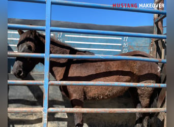 Mustang, Yegua, 3 años, 147 cm, Castaño