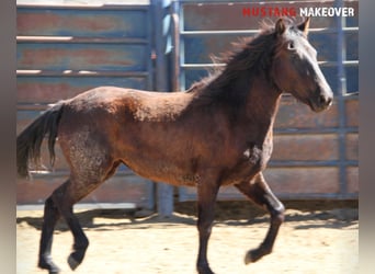 Mustang, Yegua, 3 años, 147 cm, Castaño