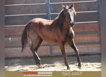 Mustang, Yegua, 3 años, 147 cm, Castaño