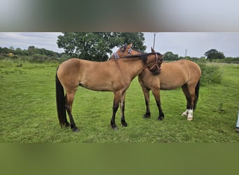Mustang, Yegua, 3 años, 155 cm, Bayo
